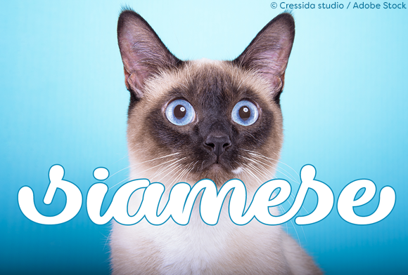 Dillon the Cat Font for Business